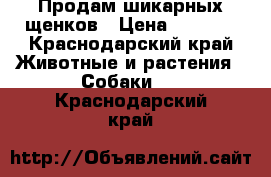 Продам шикарных щенков › Цена ­ 5 000 - Краснодарский край Животные и растения » Собаки   . Краснодарский край